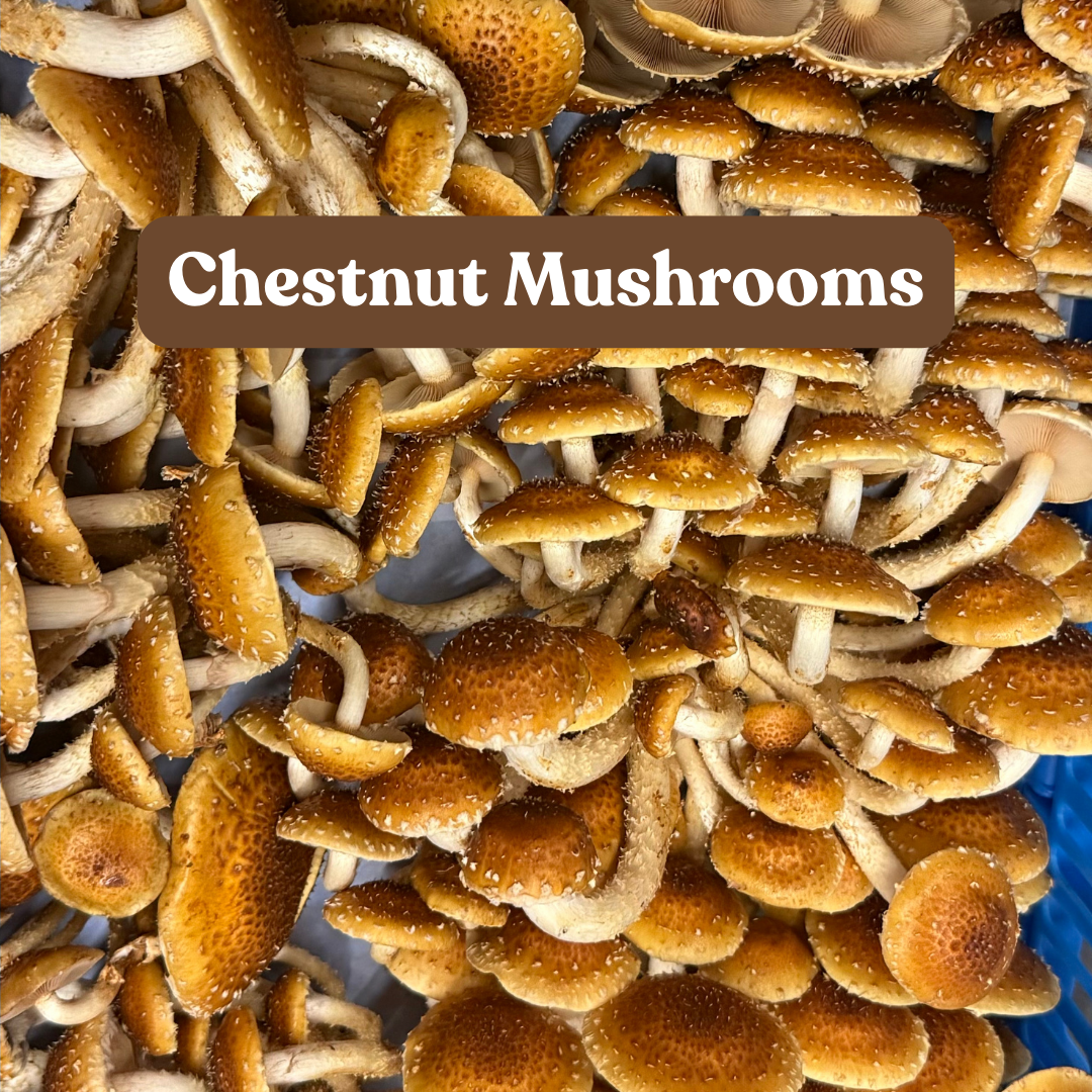 Chestnut Mushrooms