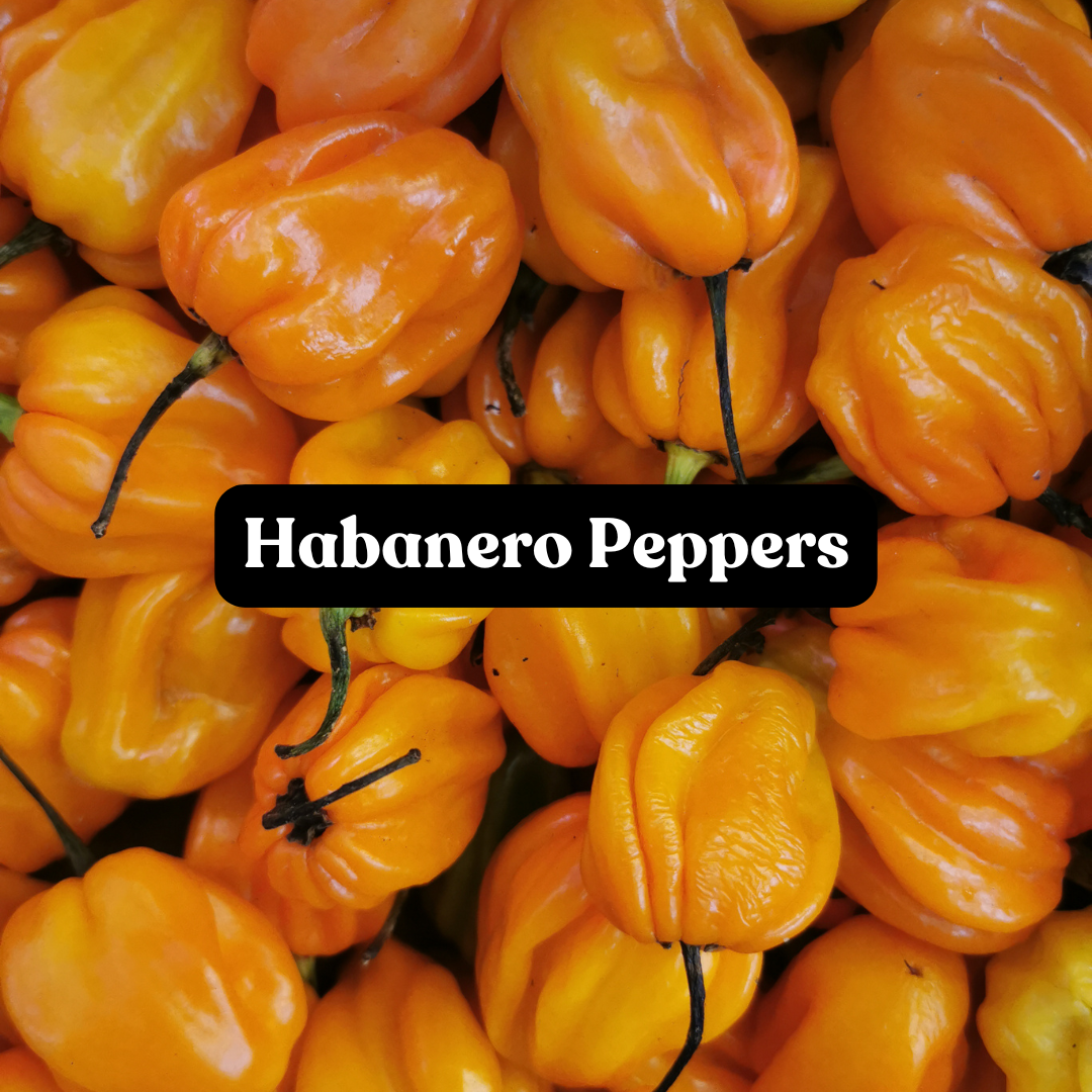 Habanero Peppers