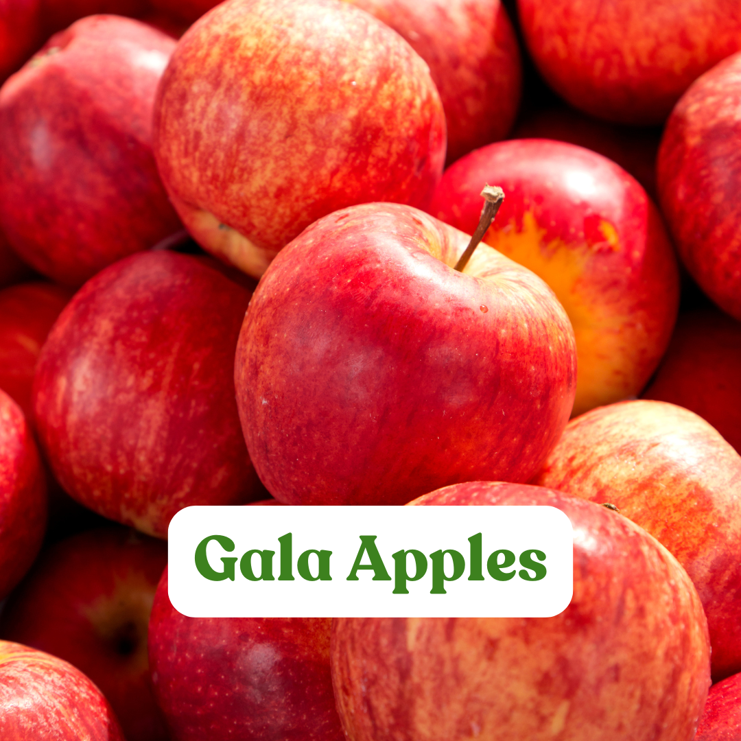 Gala Apple