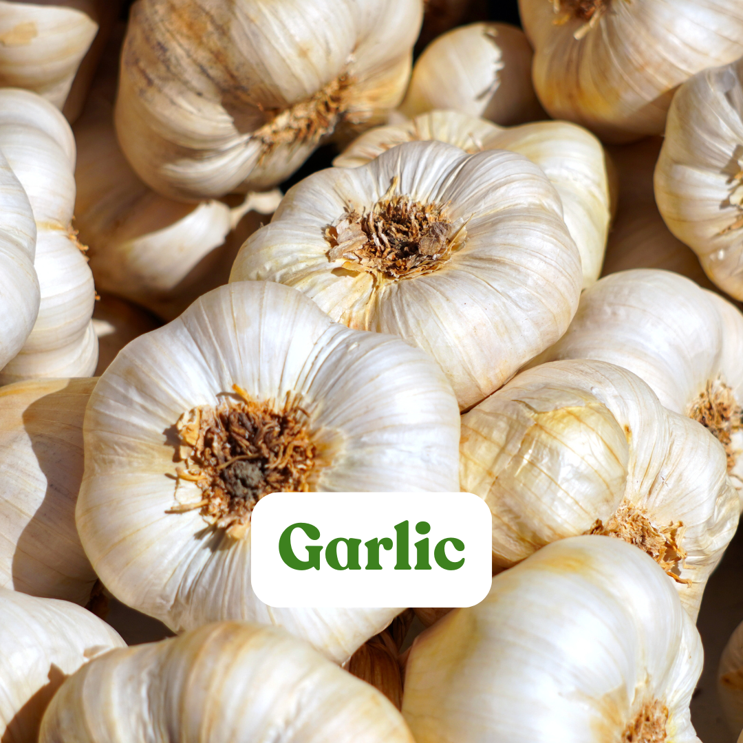 Garlic