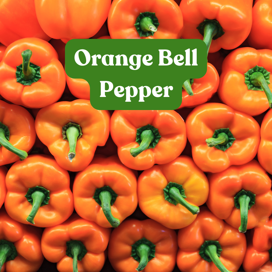 Orange Bell Pepper