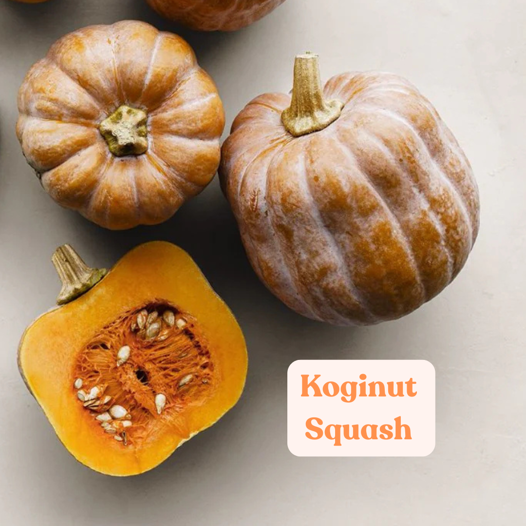 koginut squash 
